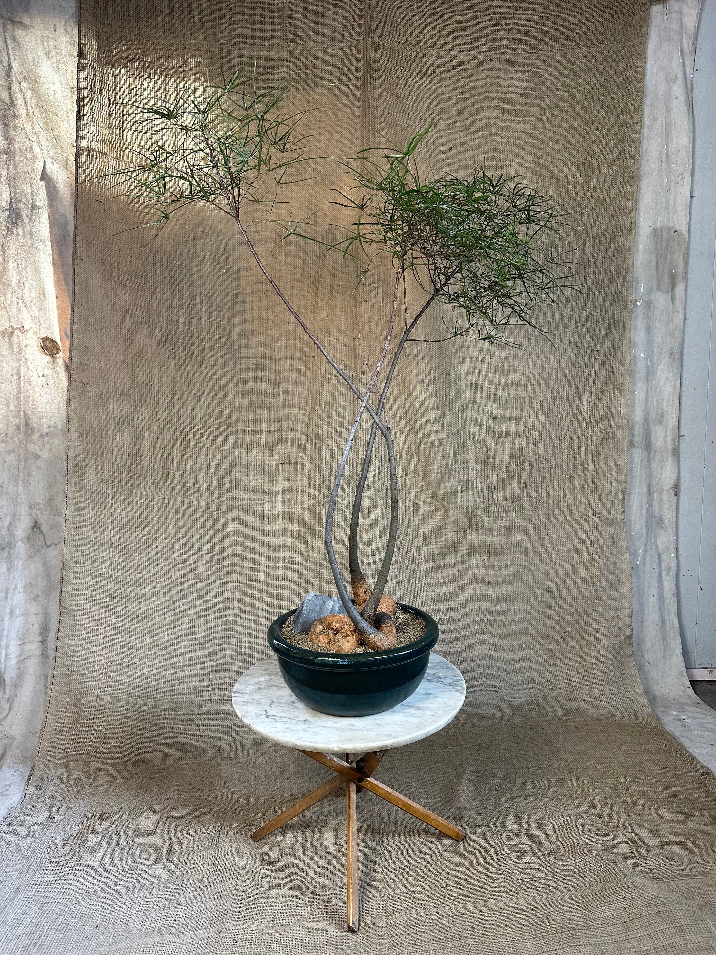 Bottle Tree Forest (Brachychiton rupestris) in Green Glazed Bowl