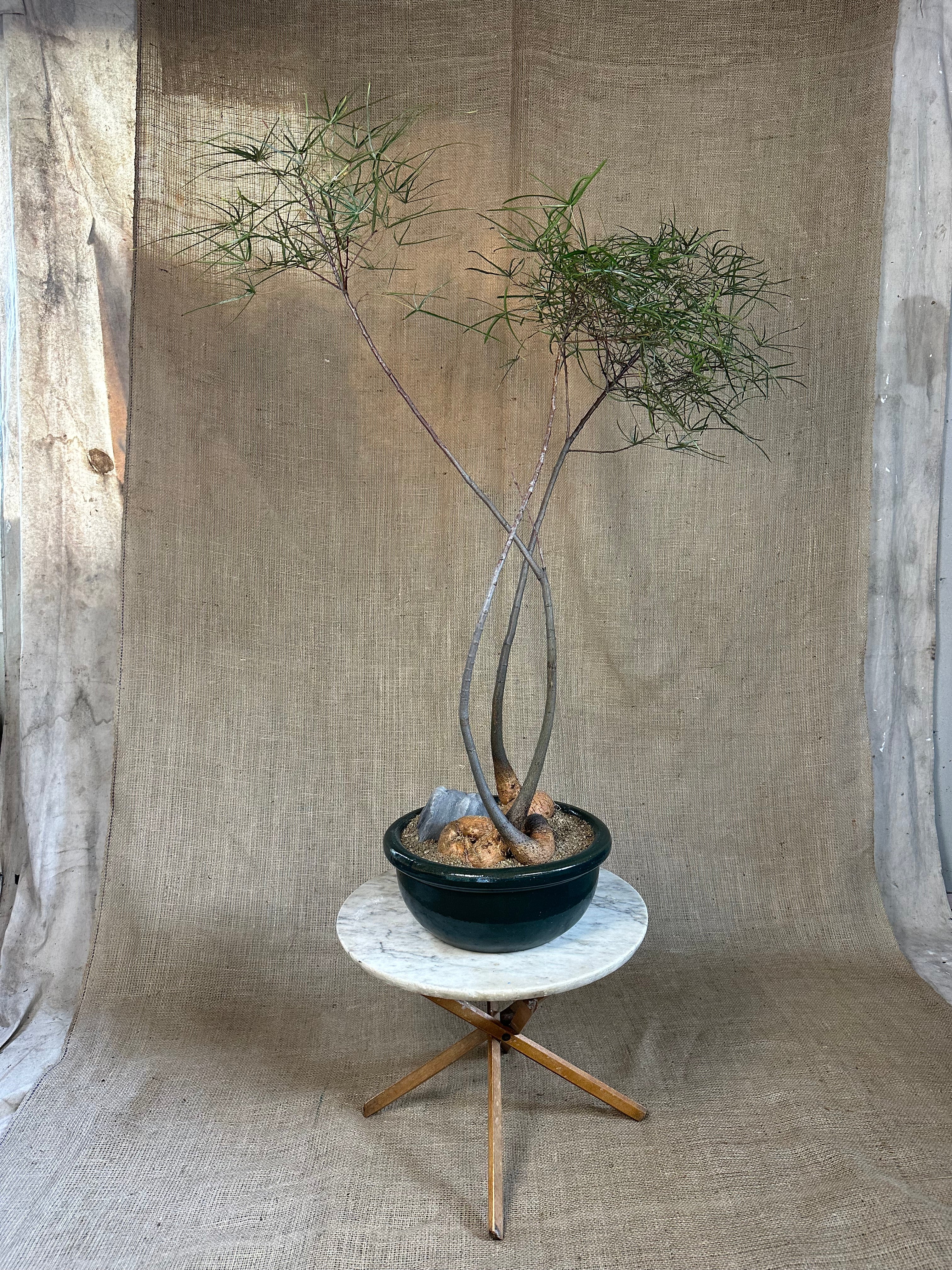 Bottle Tree Forest (Brachychiton rupestris) in Green Glazed Bowl