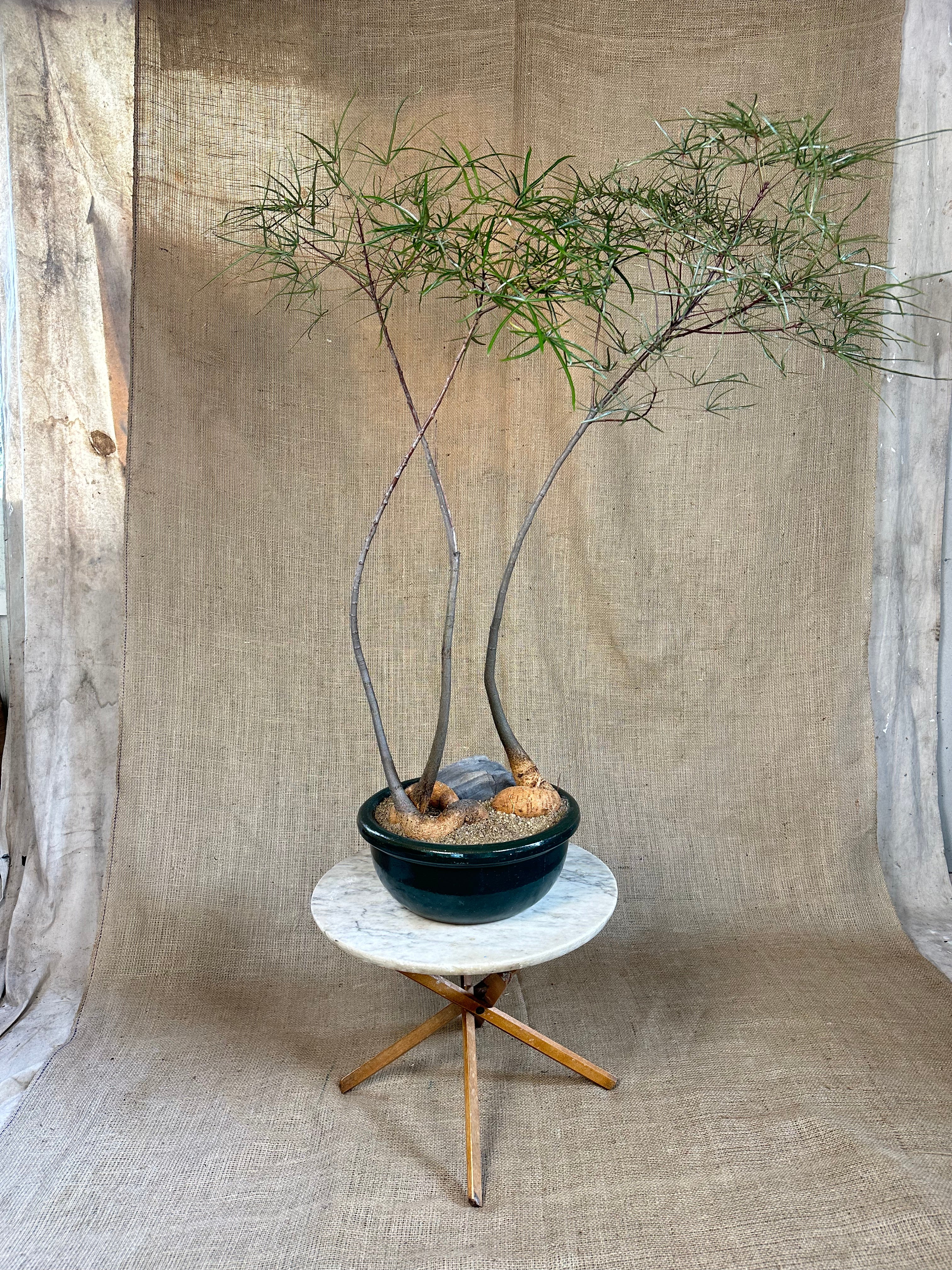 Bottle Tree Forest (Brachychiton rupestris) in Green Glazed Bowl
