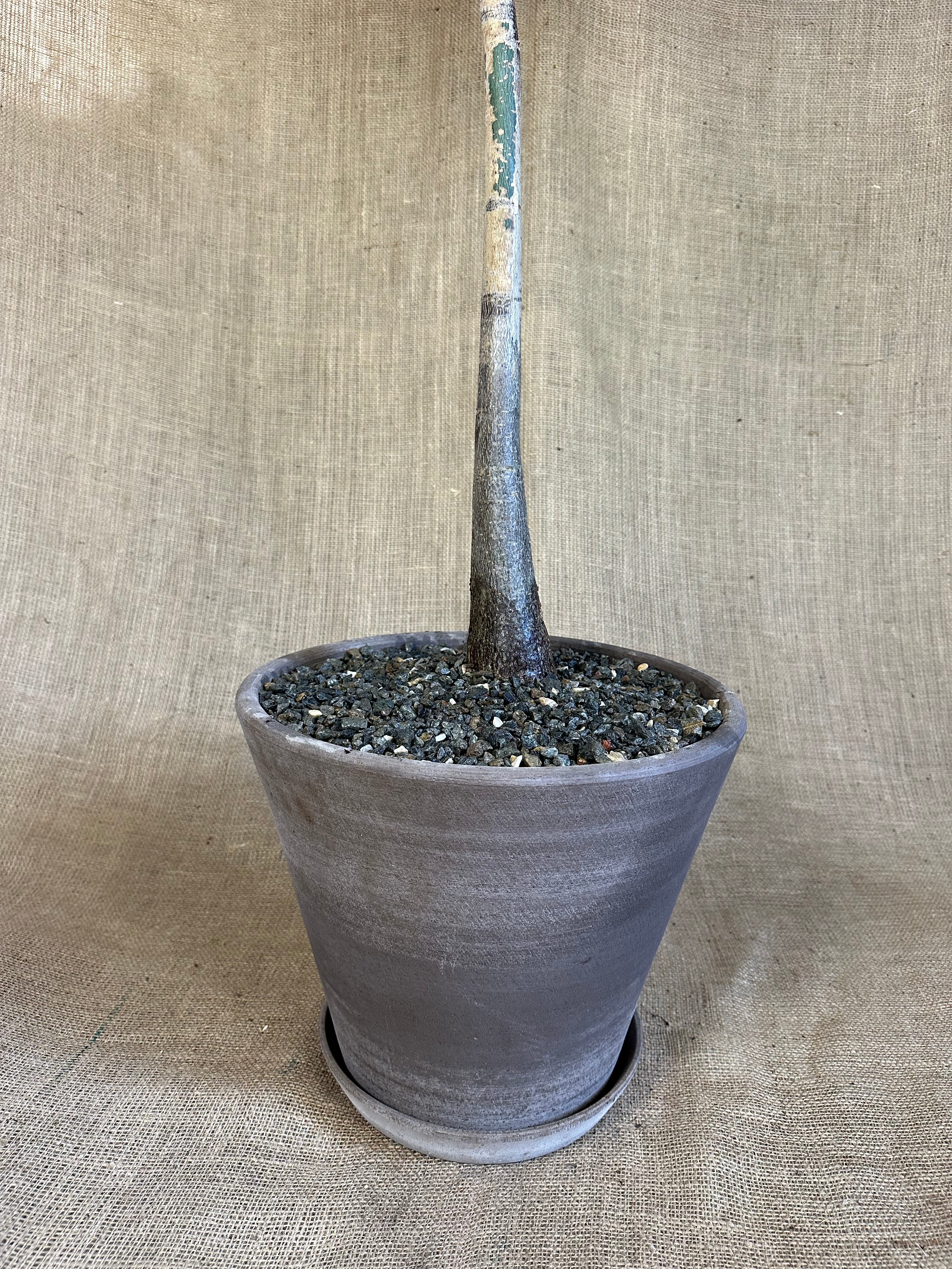 Pachira aquatica (Money Tree) in Bergs Julie Pot