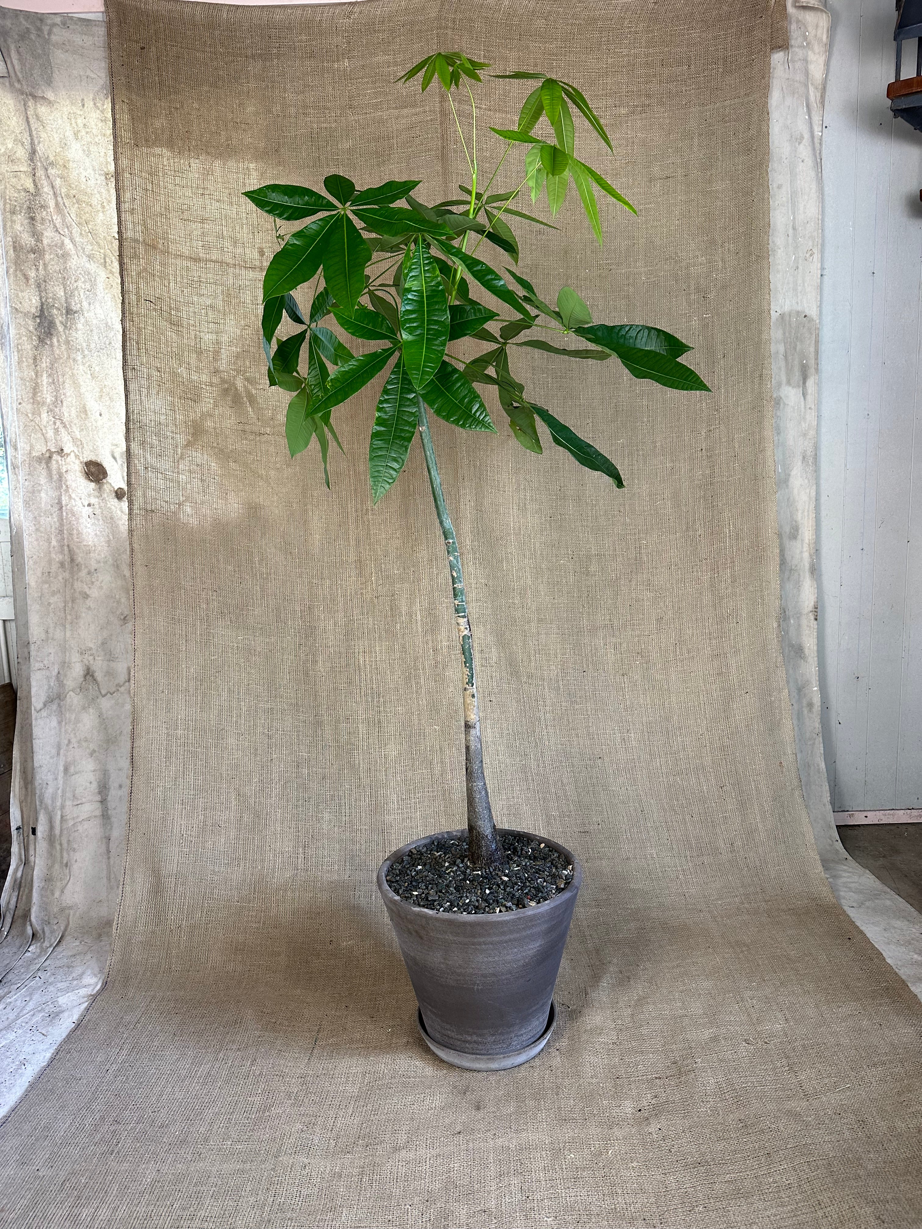 Pachira aquatica (Money Tree) in Bergs Julie Pot