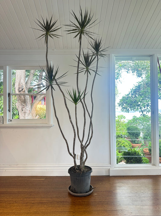 Dragon tree / Dracaena marginata / Ø30cm / 2m h / "Keith"