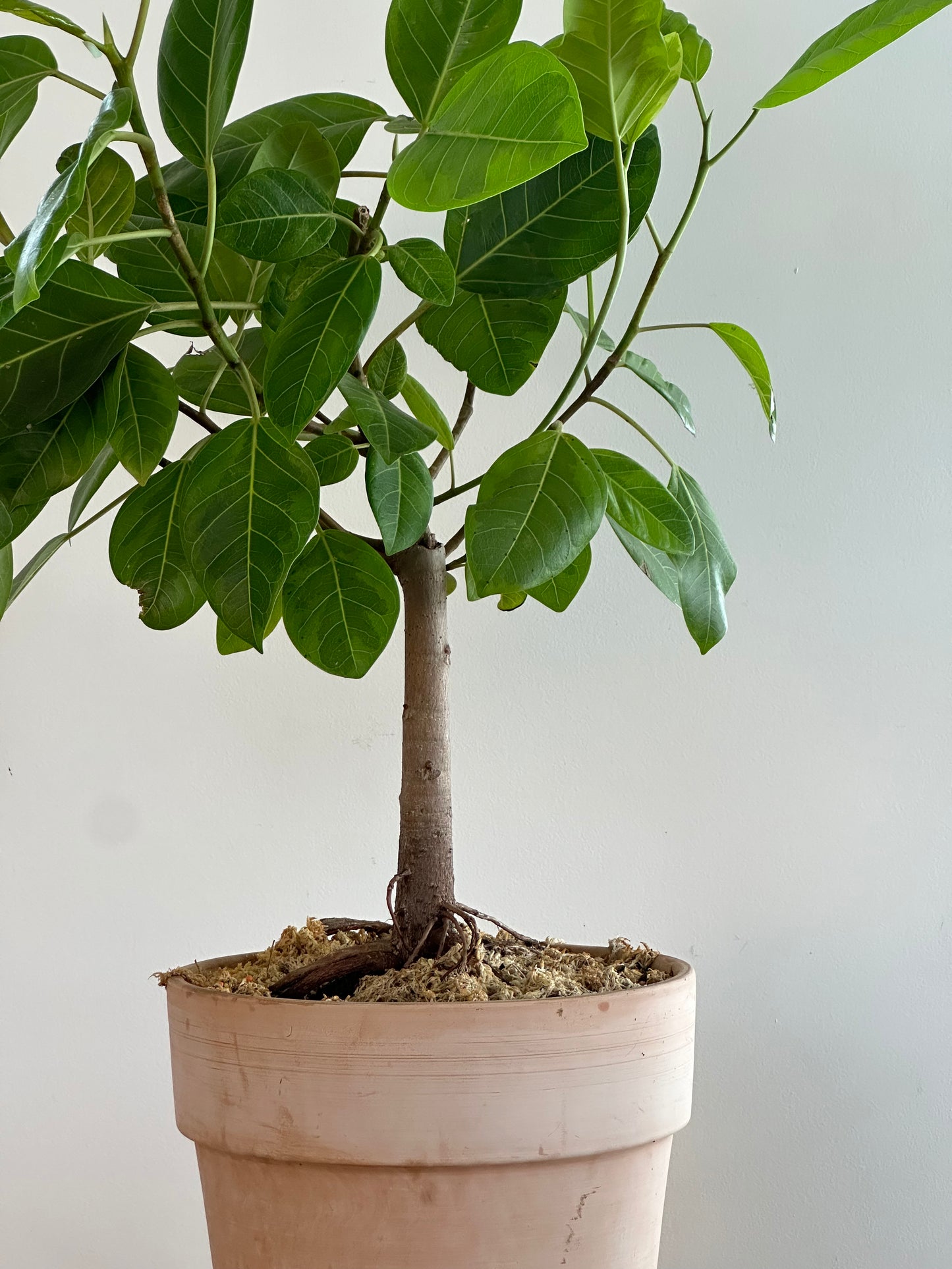 *POTTED / Rubber tree / Ficus elastica lemon lime / Italian Terracotta Pot Ø30cm / 1.1m tall / "Cate"