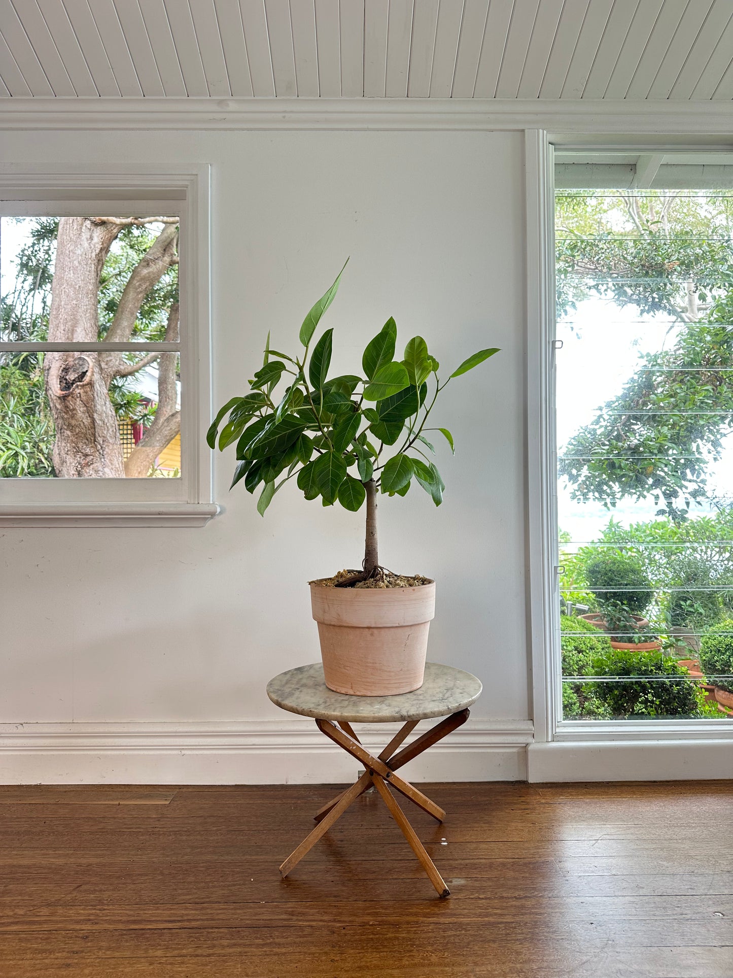 *POTTED / Rubber tree / Ficus elastica lemon lime / Italian Terracotta Pot Ø30cm / 1.1m tall / "Cate"