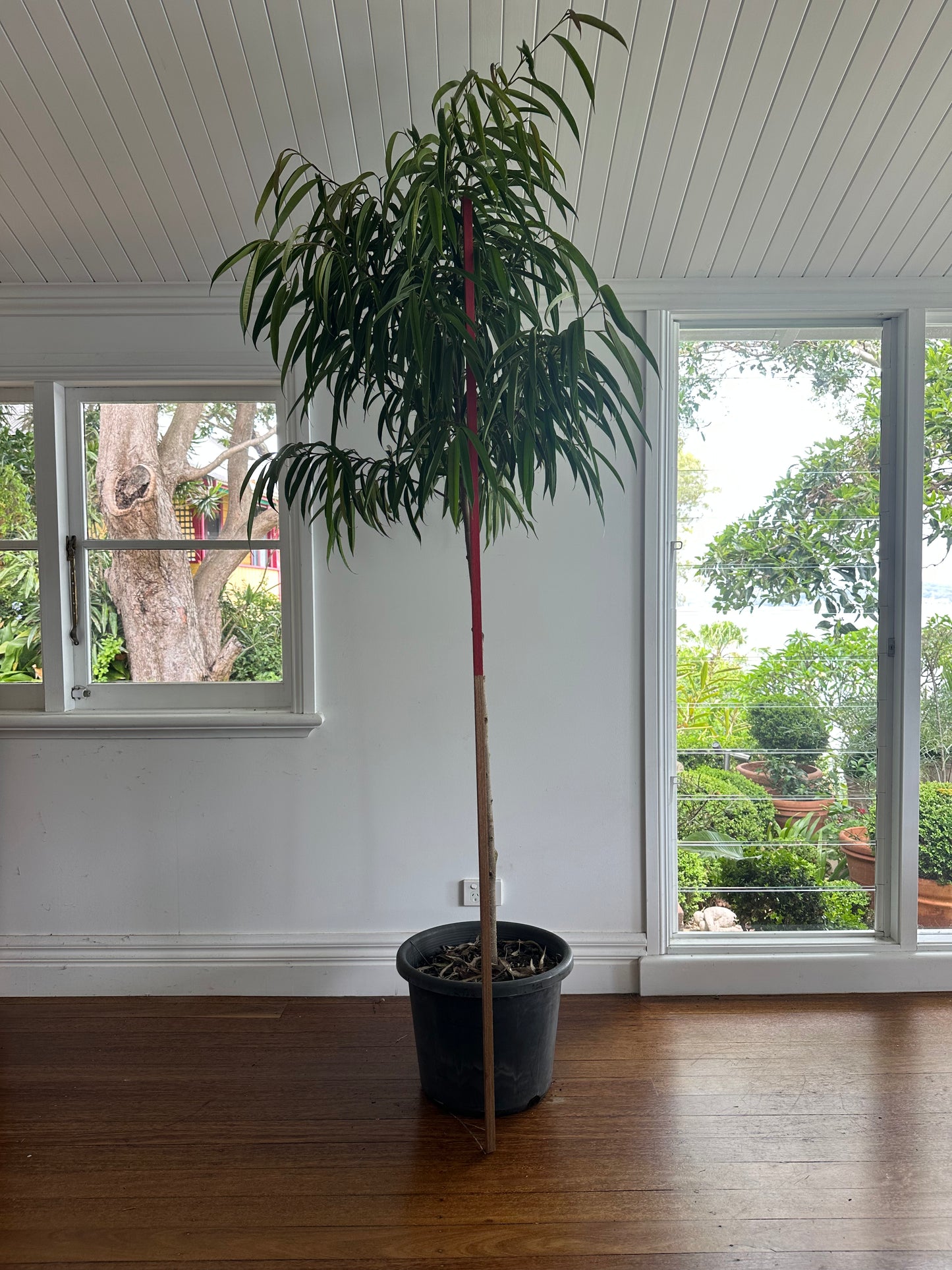 Narrow Leaf Fig Standard / Ficus longifolia / Ø40cm / 2.5m h / "Mario"