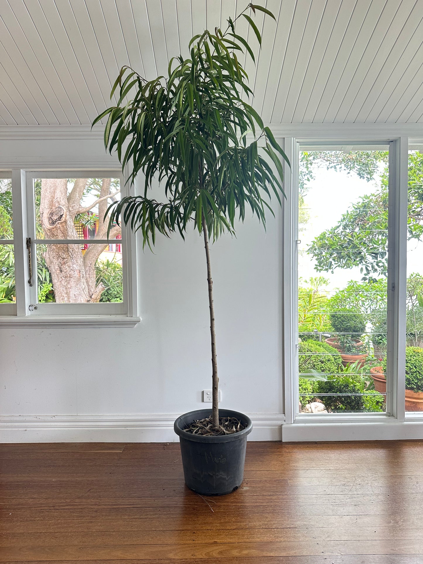 Narrow Leaf Fig Standard / Ficus longifolia / Ø40cm / 2.5m h / "Mario"