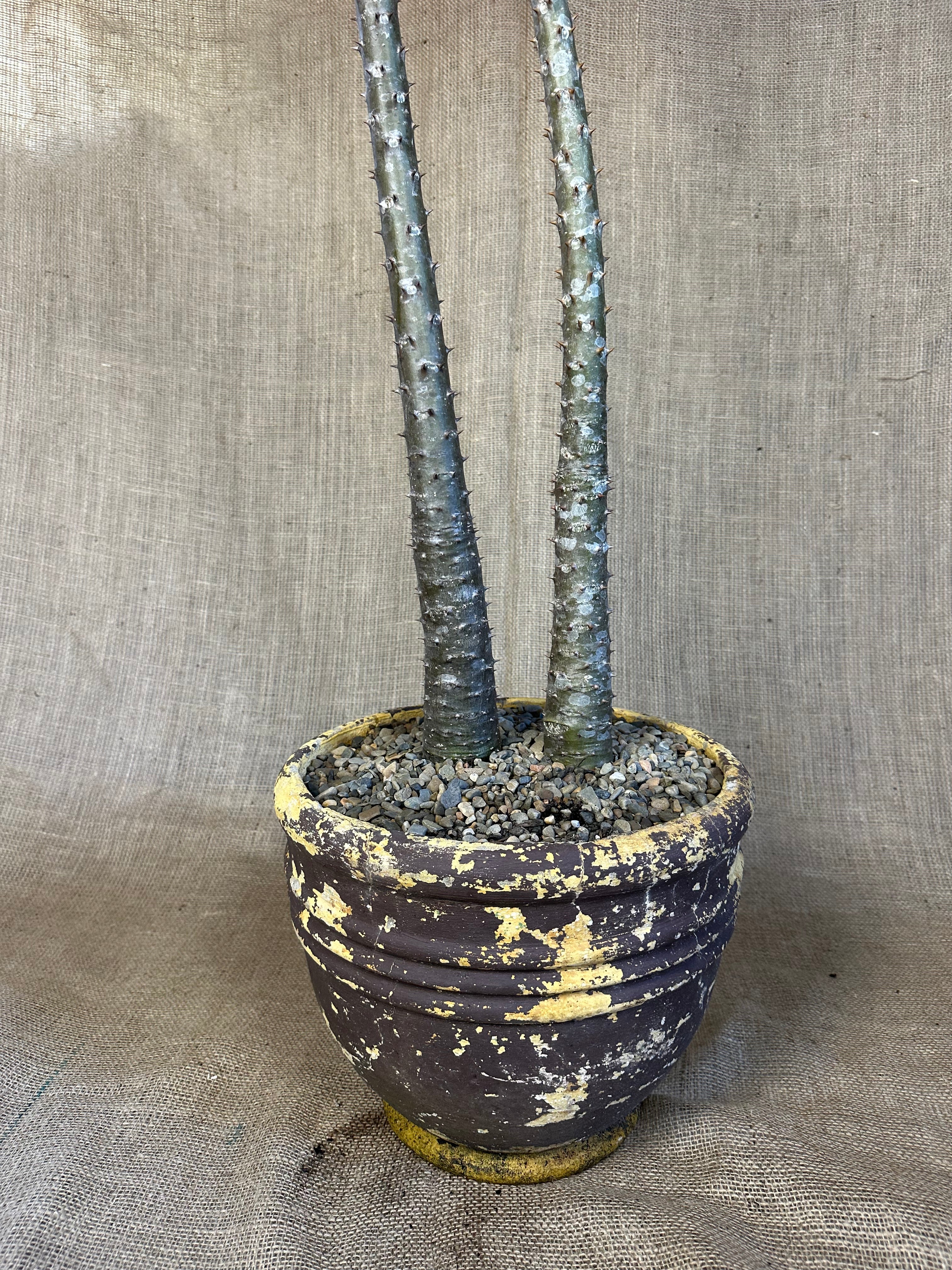 Pachypodium rutenbergianum — Double Planting in Maroon Mid-Century Concrete Pot