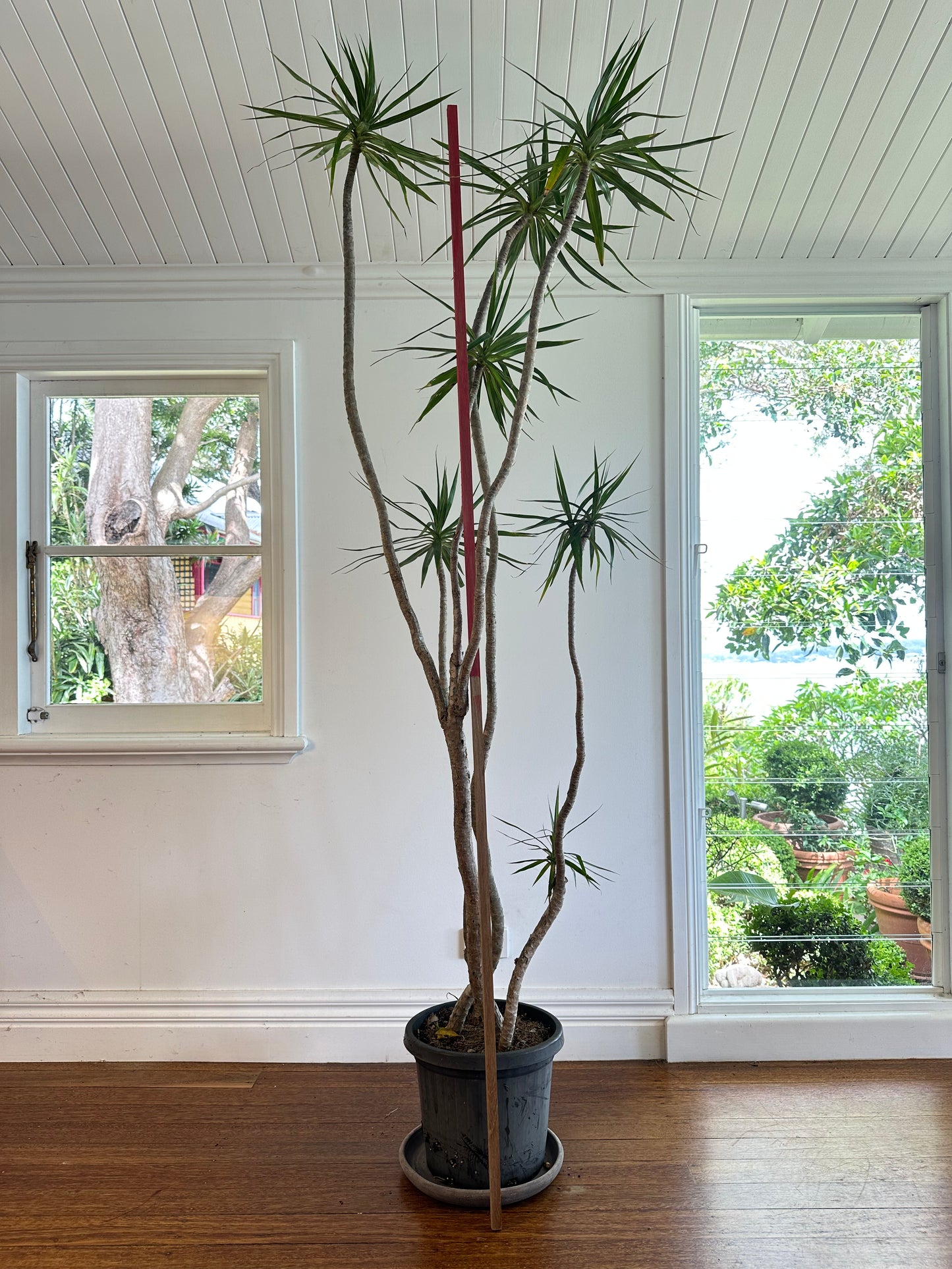 Dragon tree / Dracaena marginata / Ø30cm / 2.1m h / "Mick"