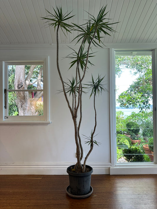 Dragon tree / Dracaena marginata / Ø30cm / 2.1m h / "Mick"