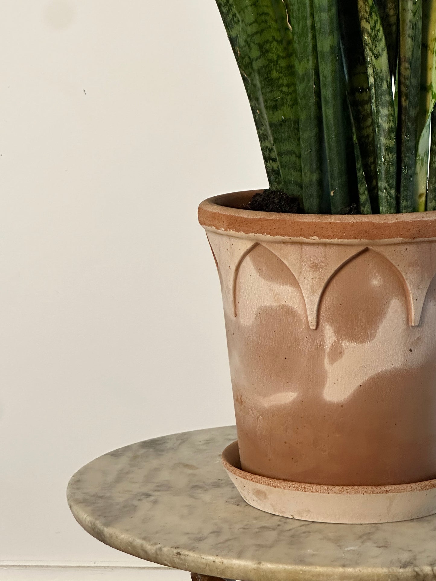 *Potted / Snake Plant / Dracaena trifasciata / bergs Elizabeth Pot Ø25cm / 1m h / "Nagiri"