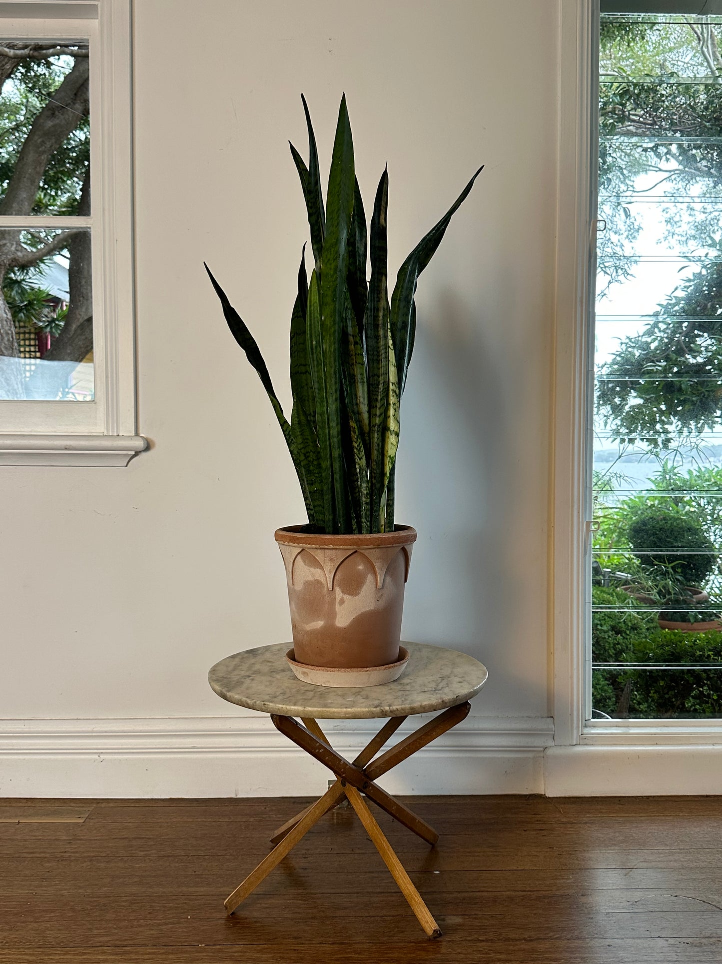 *Potted / Snake Plant / Dracaena trifasciata / bergs Elizabeth Pot Ø25cm / 1m h / "Nagiri"