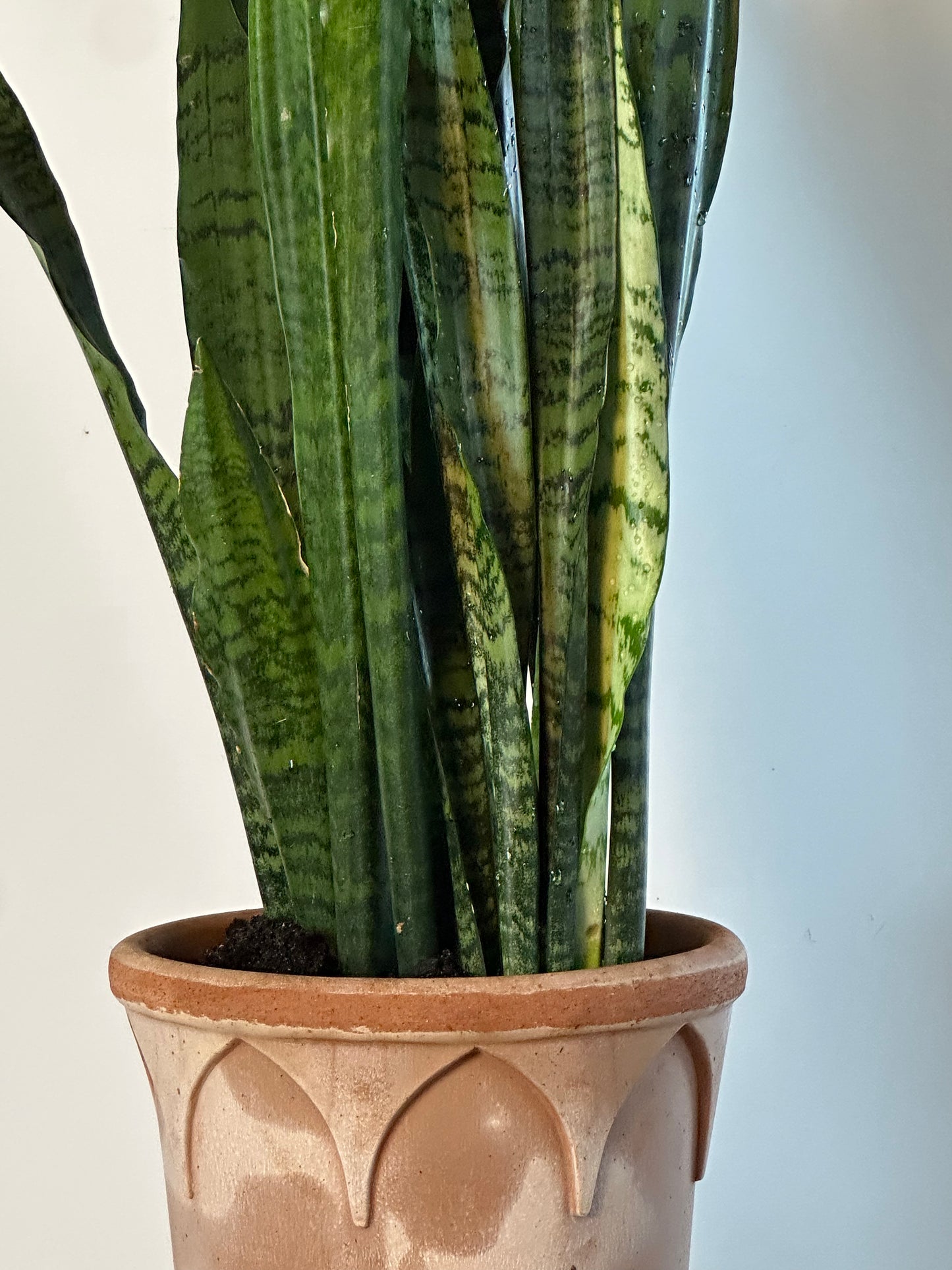 *Potted / Snake Plant / Dracaena trifasciata / bergs Elizabeth Pot Ø25cm / 1m h / "Nagiri"