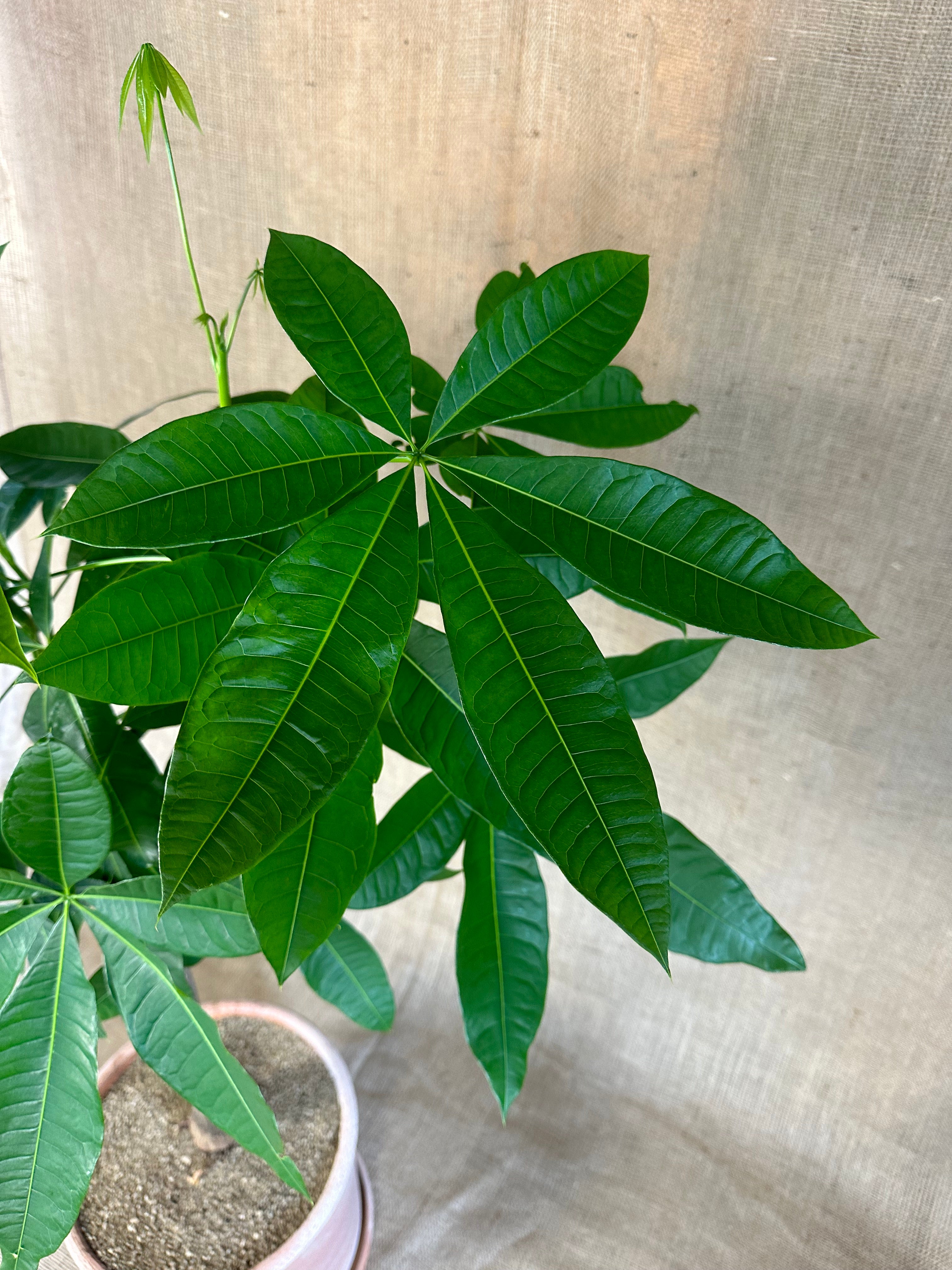 Money Tree (Pachira aquatica) in Bergs Modena Rosa Pot
