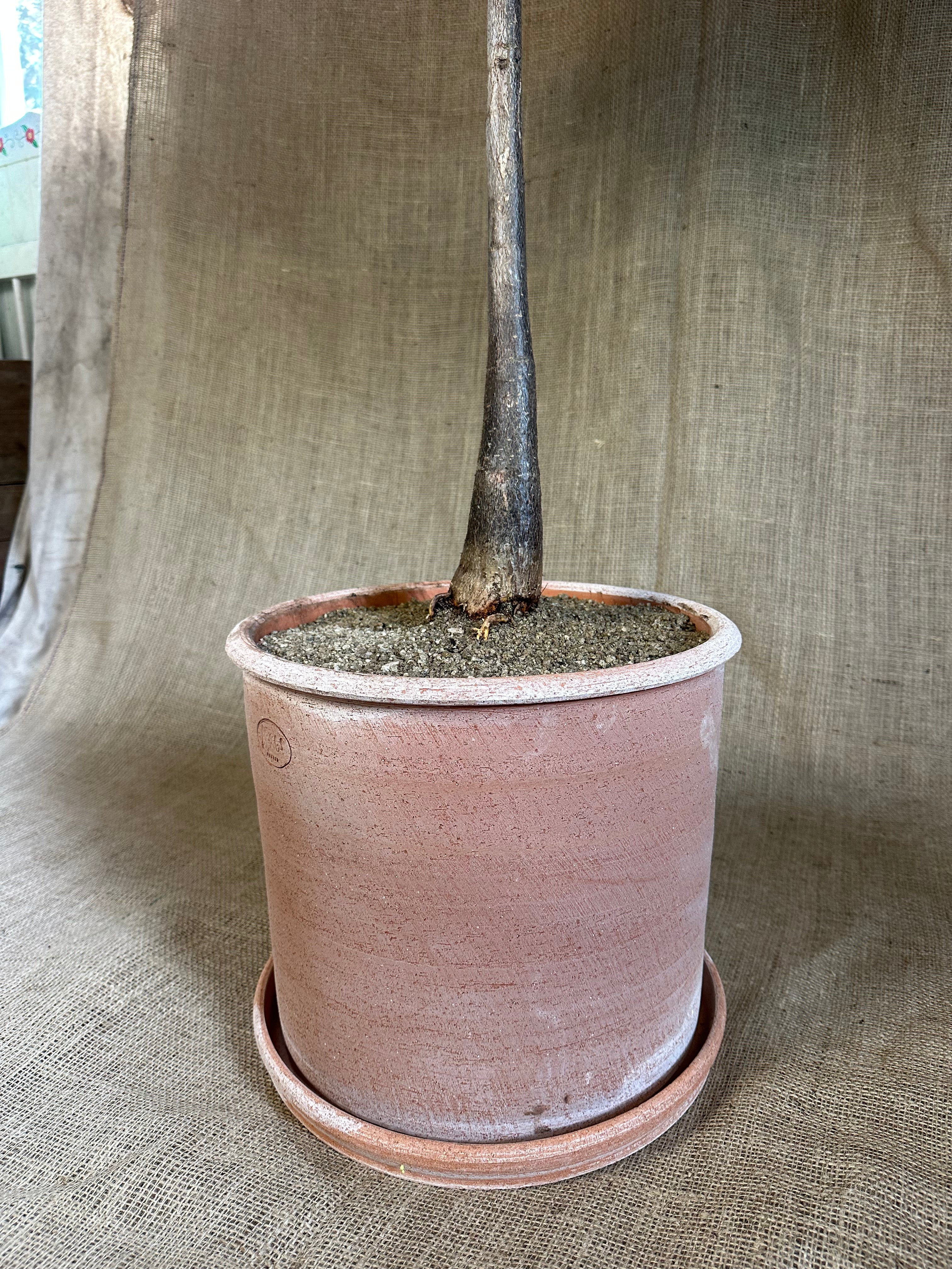 Money Tree (Pachira aquatica) in Bergs Modena Rosa Pot