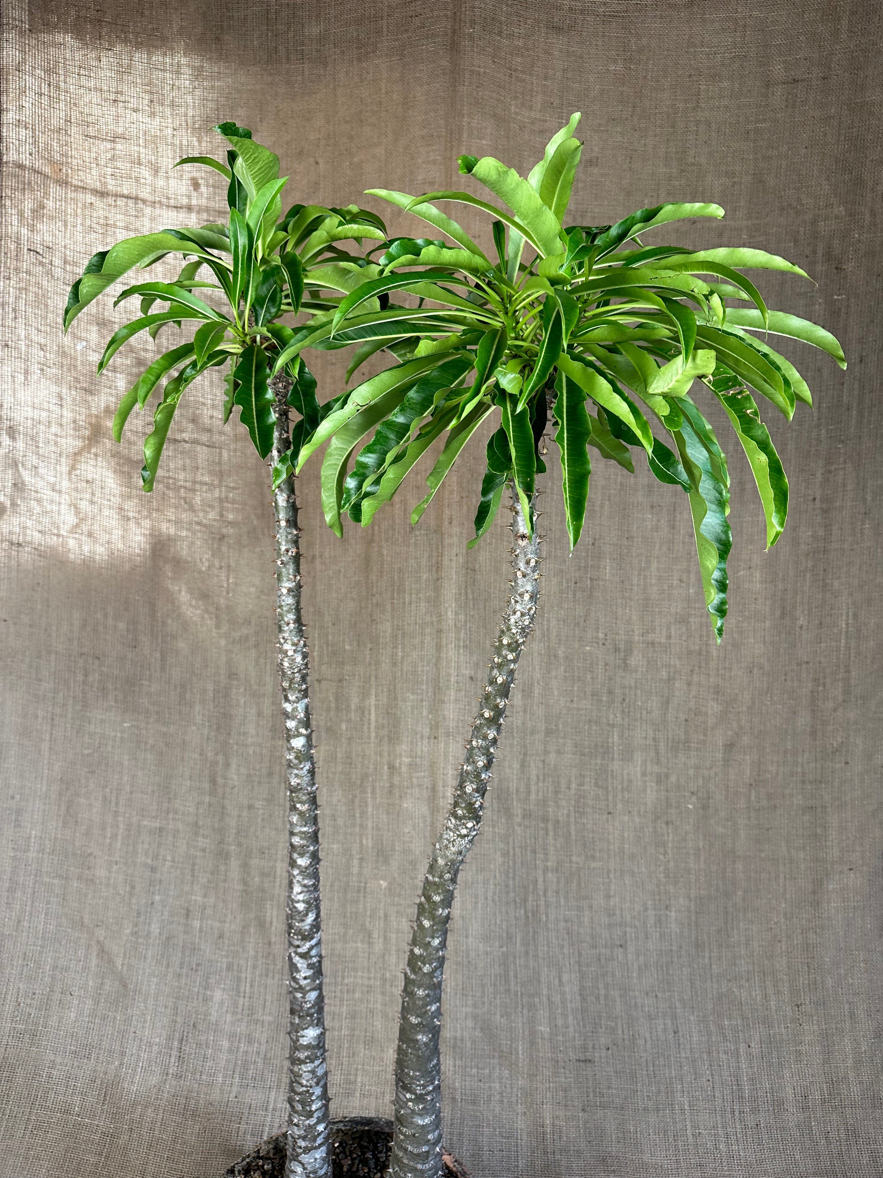 Pachypodium rutenbergianum in Textured Concrete Planter