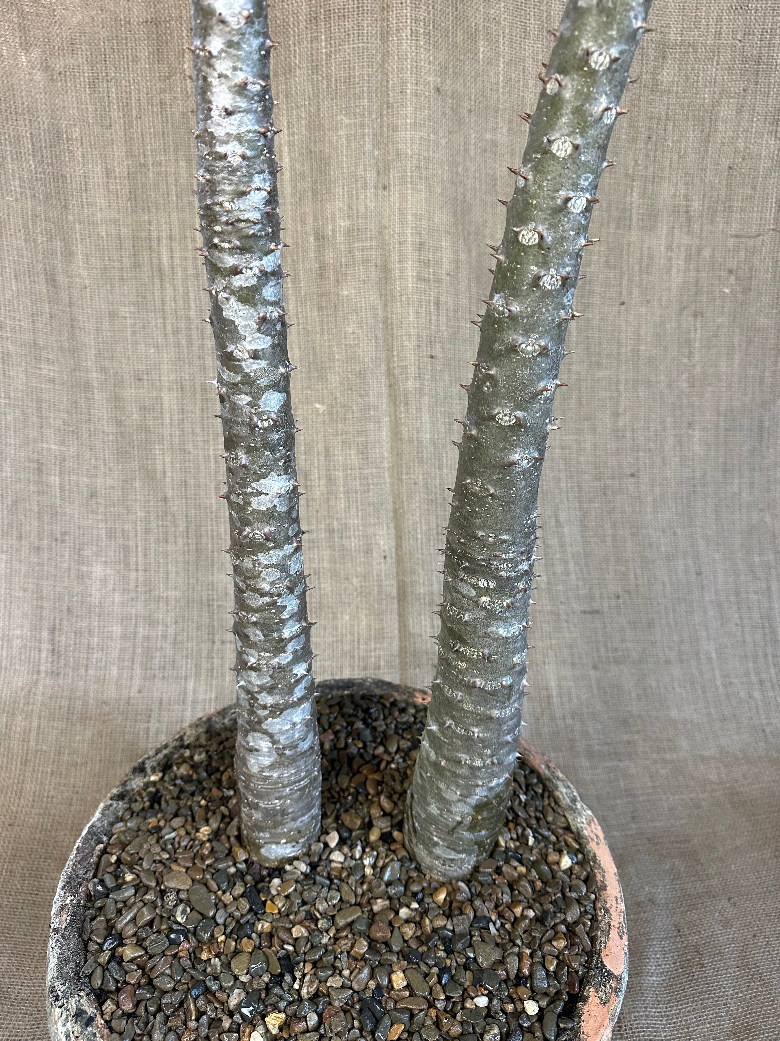 Pachypodium rutenbergianum in Textured Concrete Planter