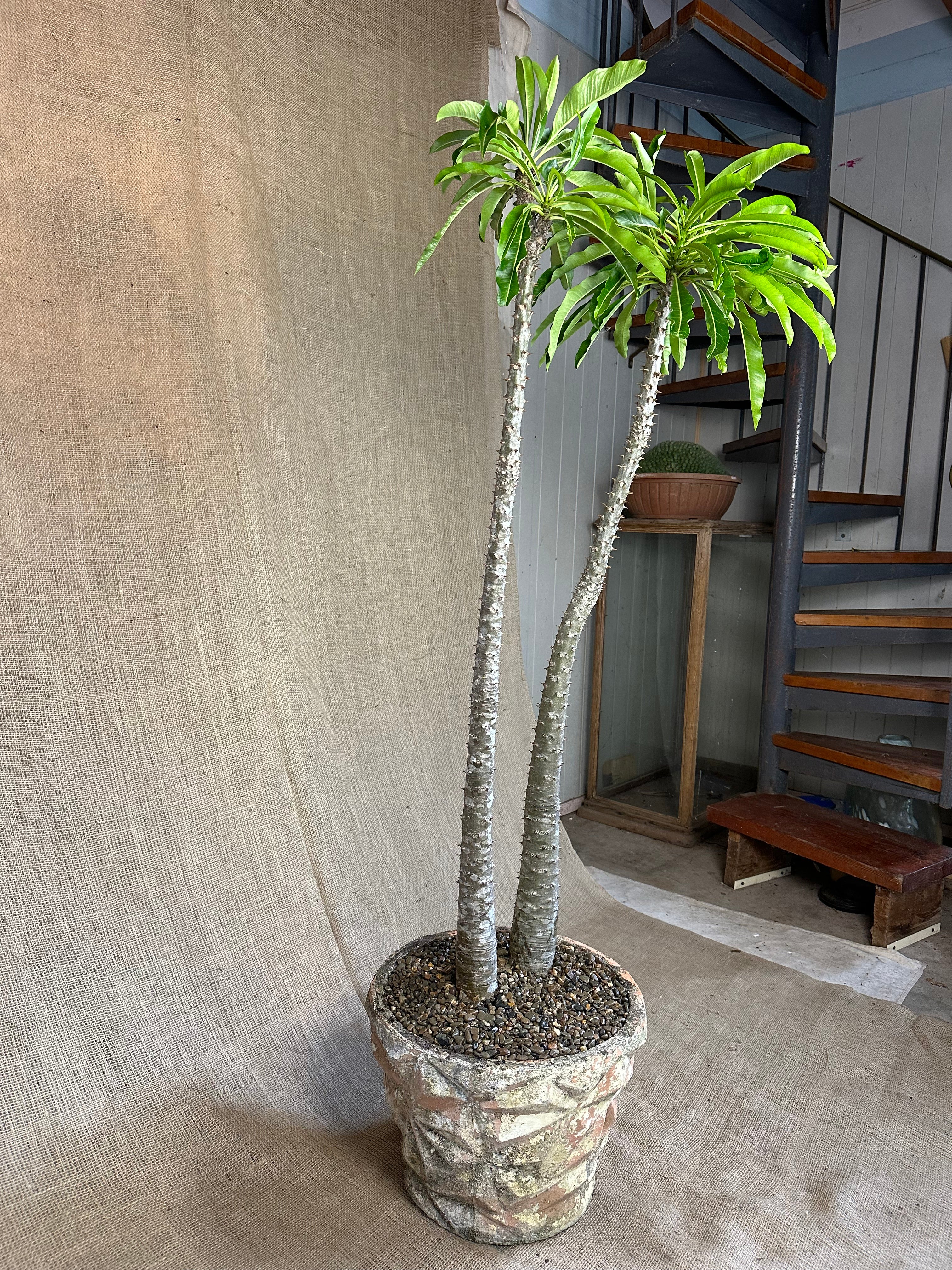 Pachypodium rutenbergianum in Textured Concrete Planter