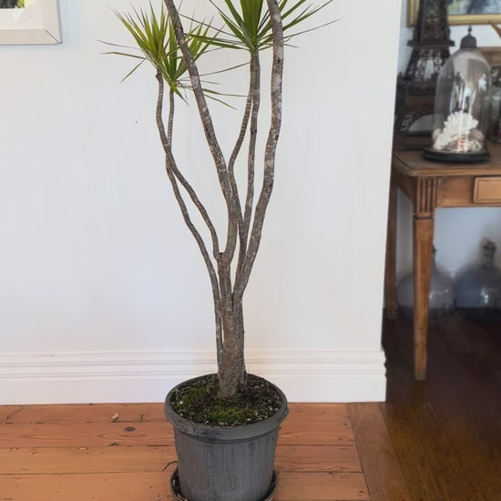 dragon tree dracaena marginata  