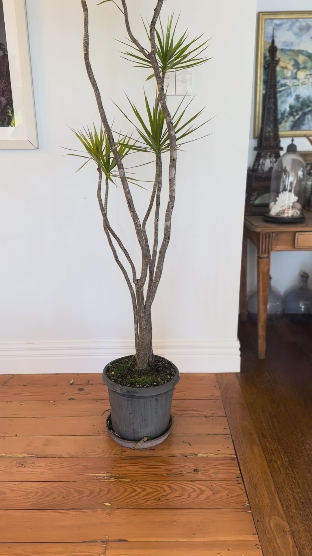 dragon tree dracaena marginata  