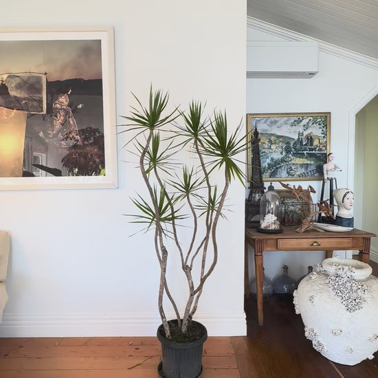 Dracaena marginata Dragon tree