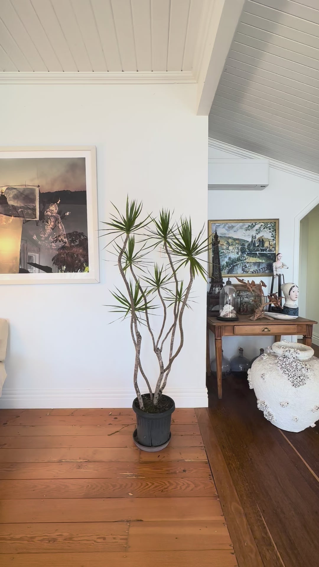 Dracaena marginata Dragon tree
