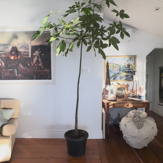 Pachira aquatica money tree 