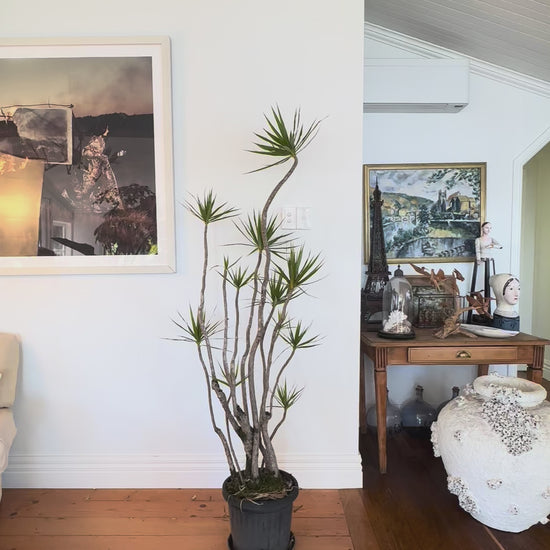 dragon tree dracaena marginata  