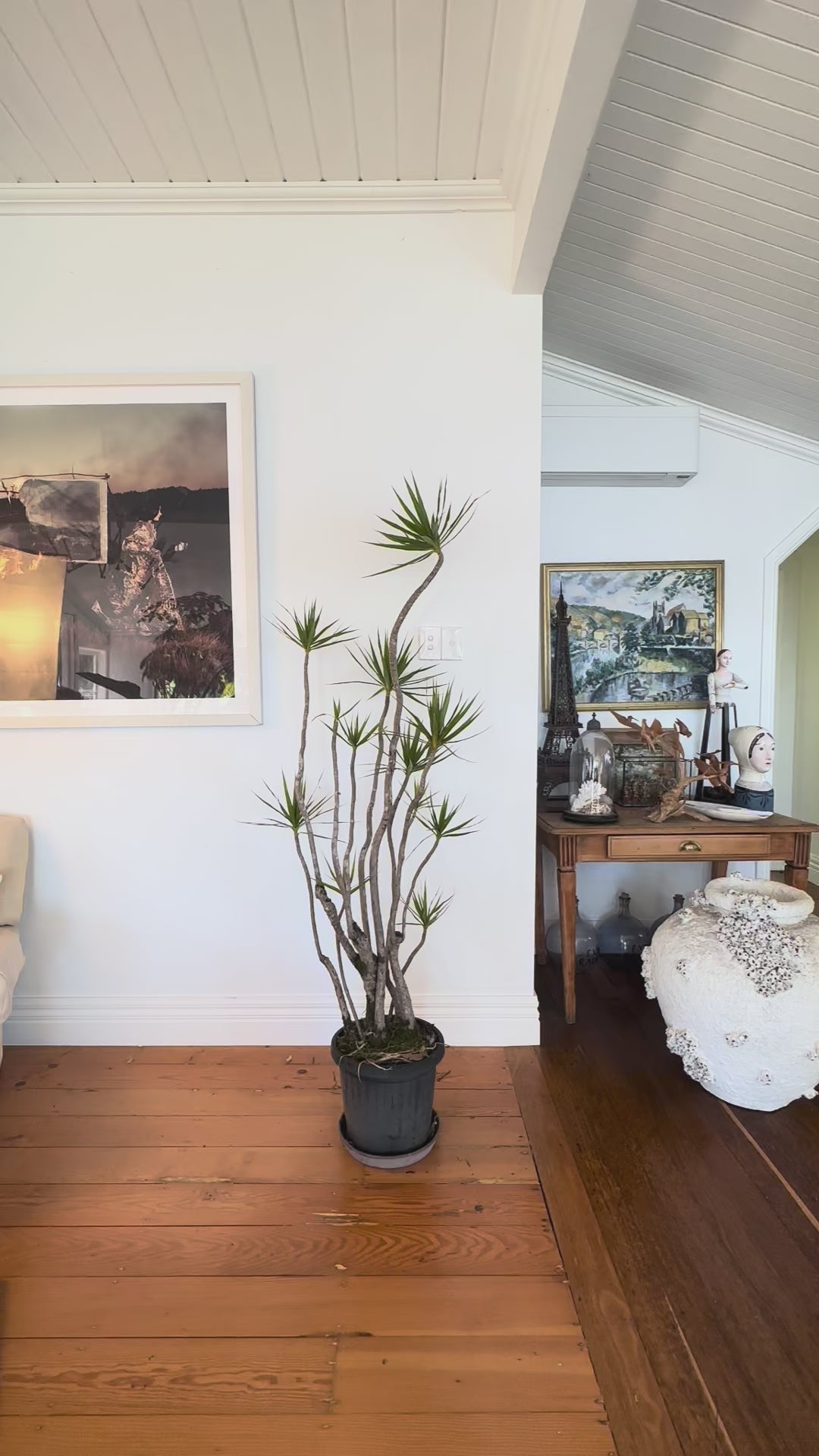 dragon tree dracaena marginata  