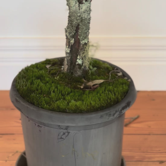 Dracaena marginata Dragon tree