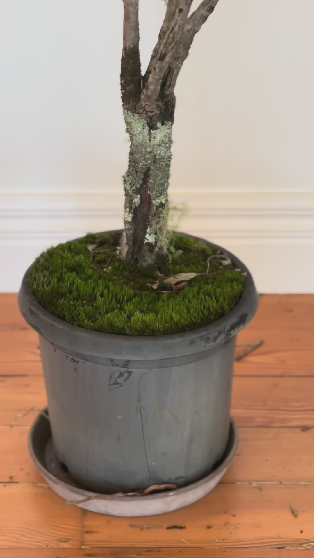 Dracaena marginata Dragon tree