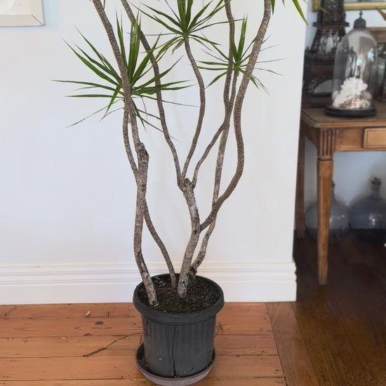 Dracaena marginata Dragon tree