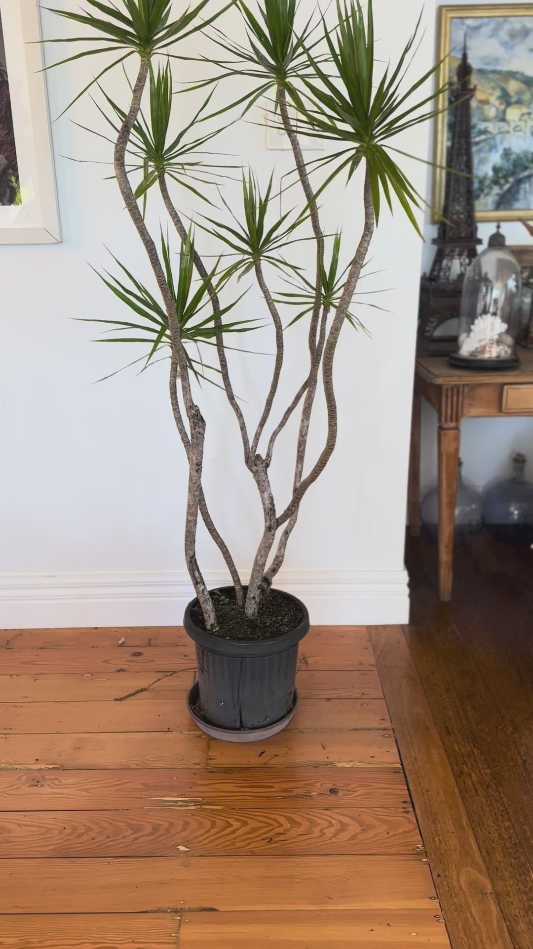 Dracaena marginata Dragon tree