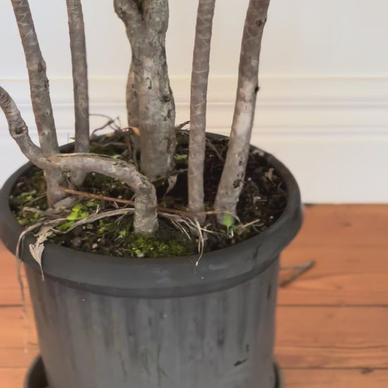 Dracaena marginata Dragon tree