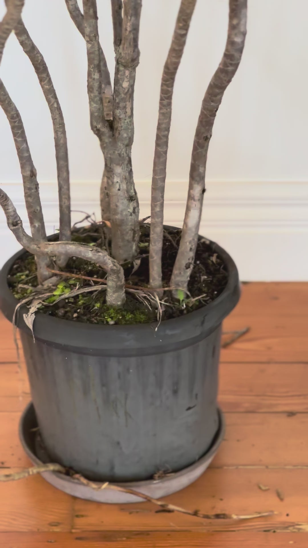 Dracaena marginata Dragon tree
