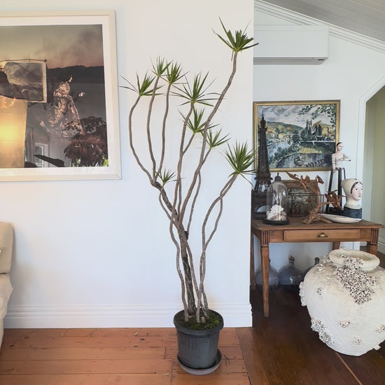 Dracaena marginata Dragon tree