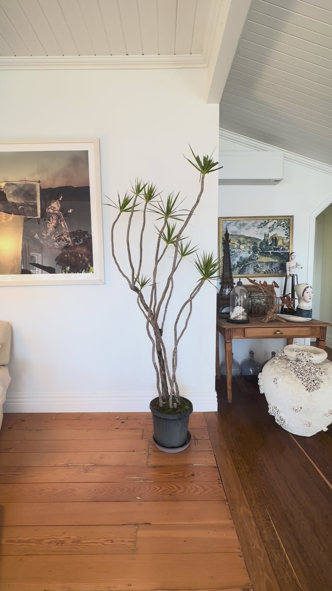 Dracaena marginata Dragon tree