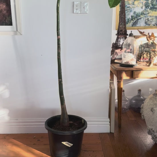 Pachira aquatica money tree 
