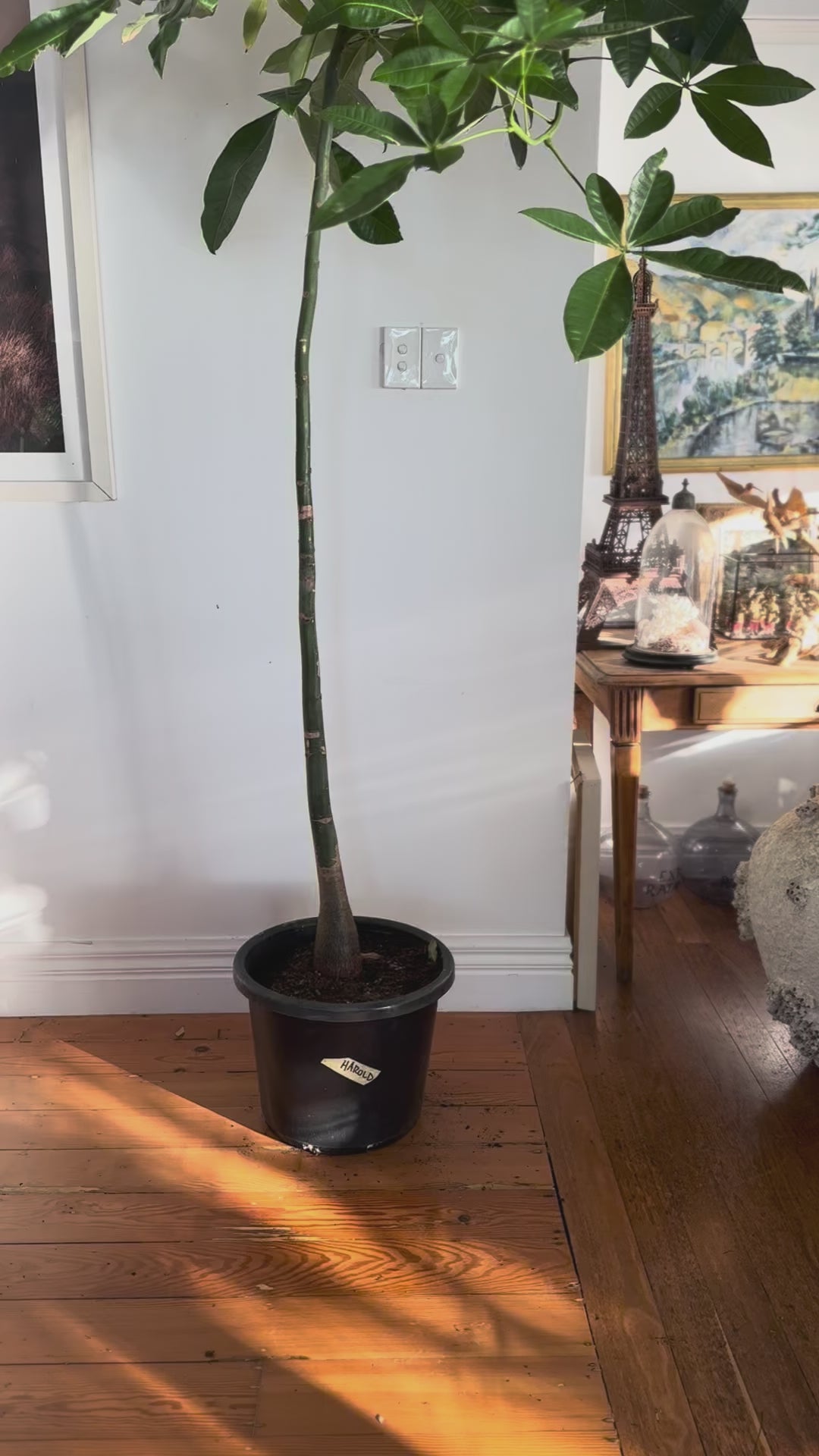 Pachira aquatica money tree 