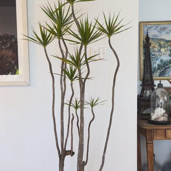 Dracaena marginata Dragon tree