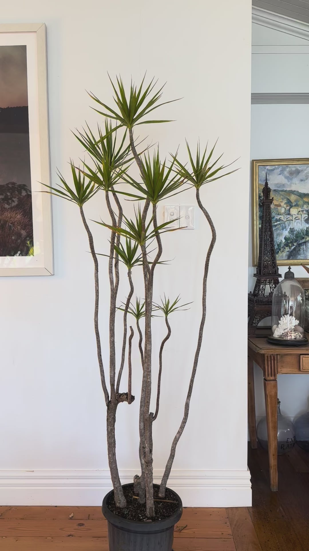Dracaena marginata Dragon tree