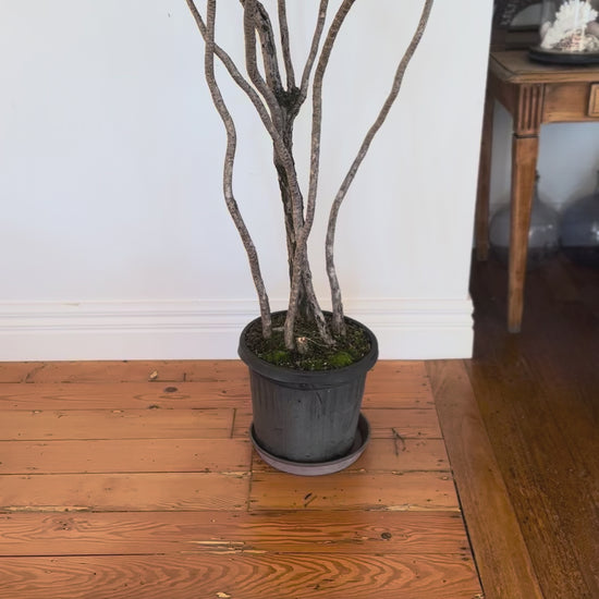 Dracaena marginata Dragon tree