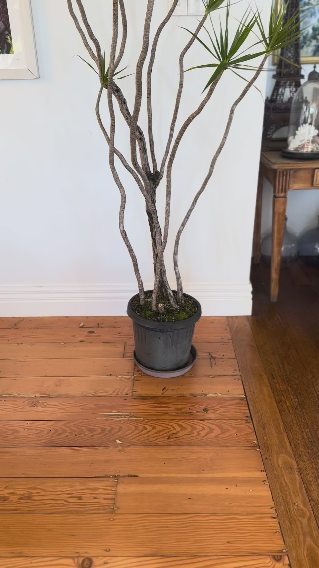 Dracaena marginata Dragon tree