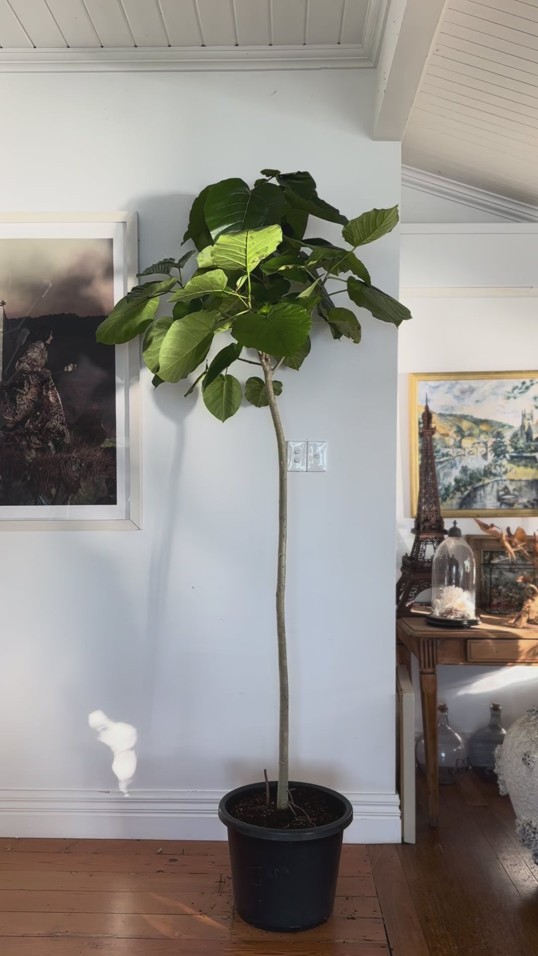 Ficus umbellata in 400mm Pot Delivery Sydney