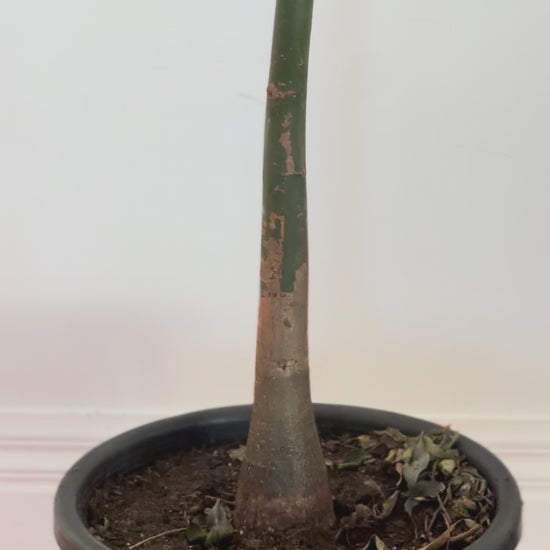 Pachira aquatica money tree 