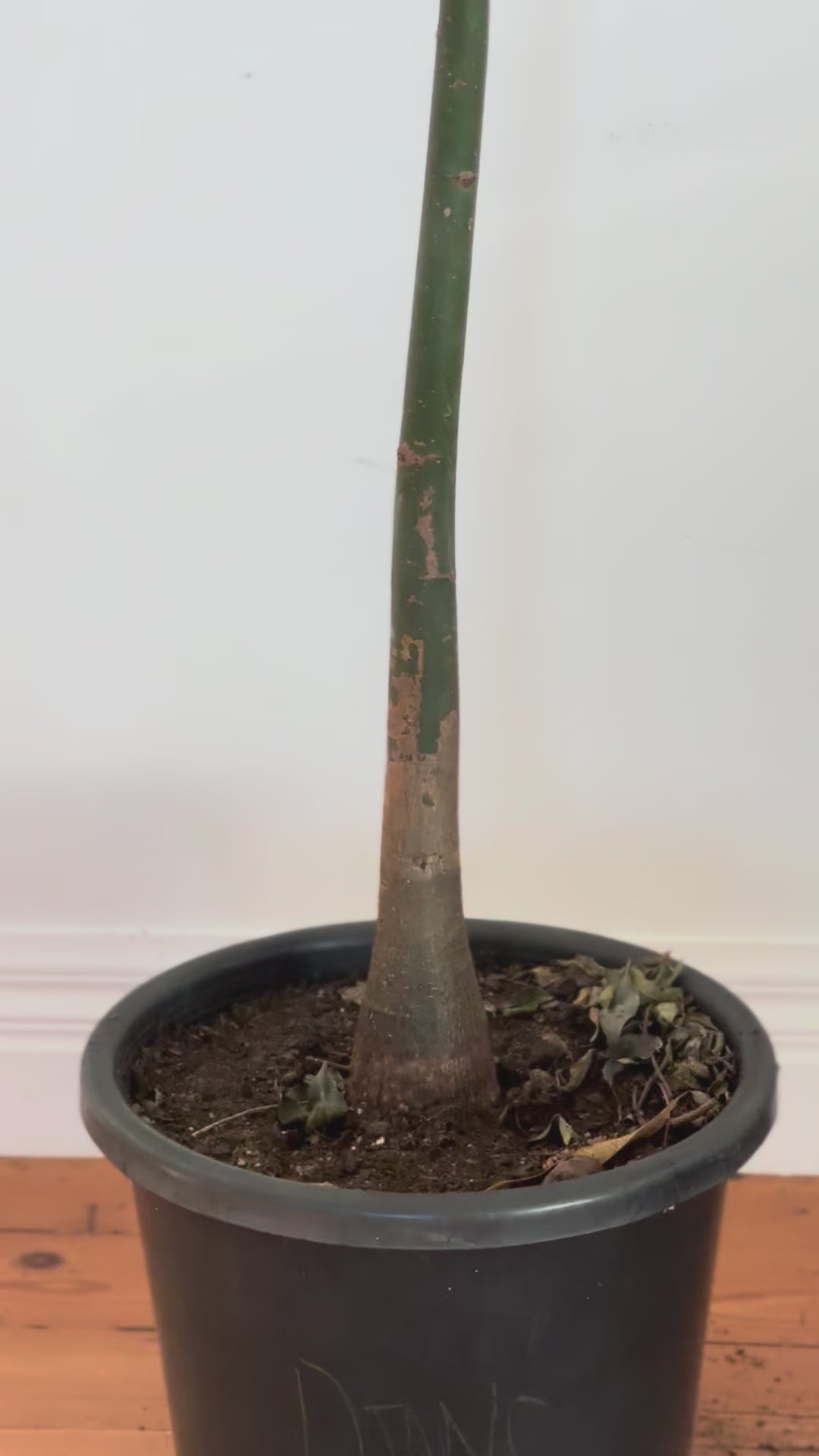 Pachira aquatica money tree 