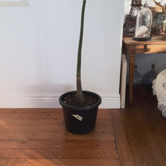 Pachira aquatica Money Tree