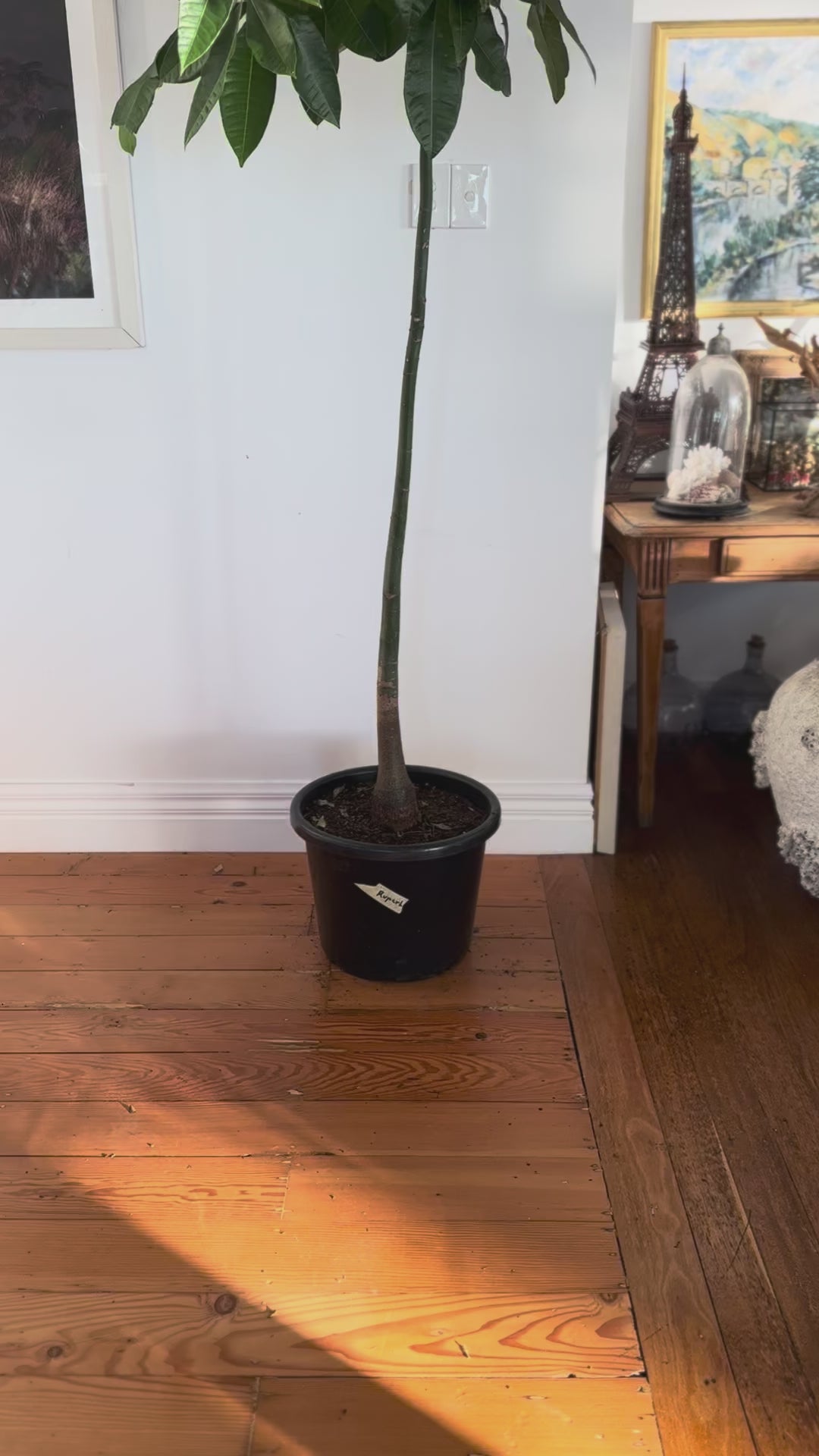 Pachira aquatica Money Tree