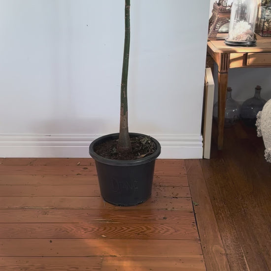 Pachira aquatica money tree 