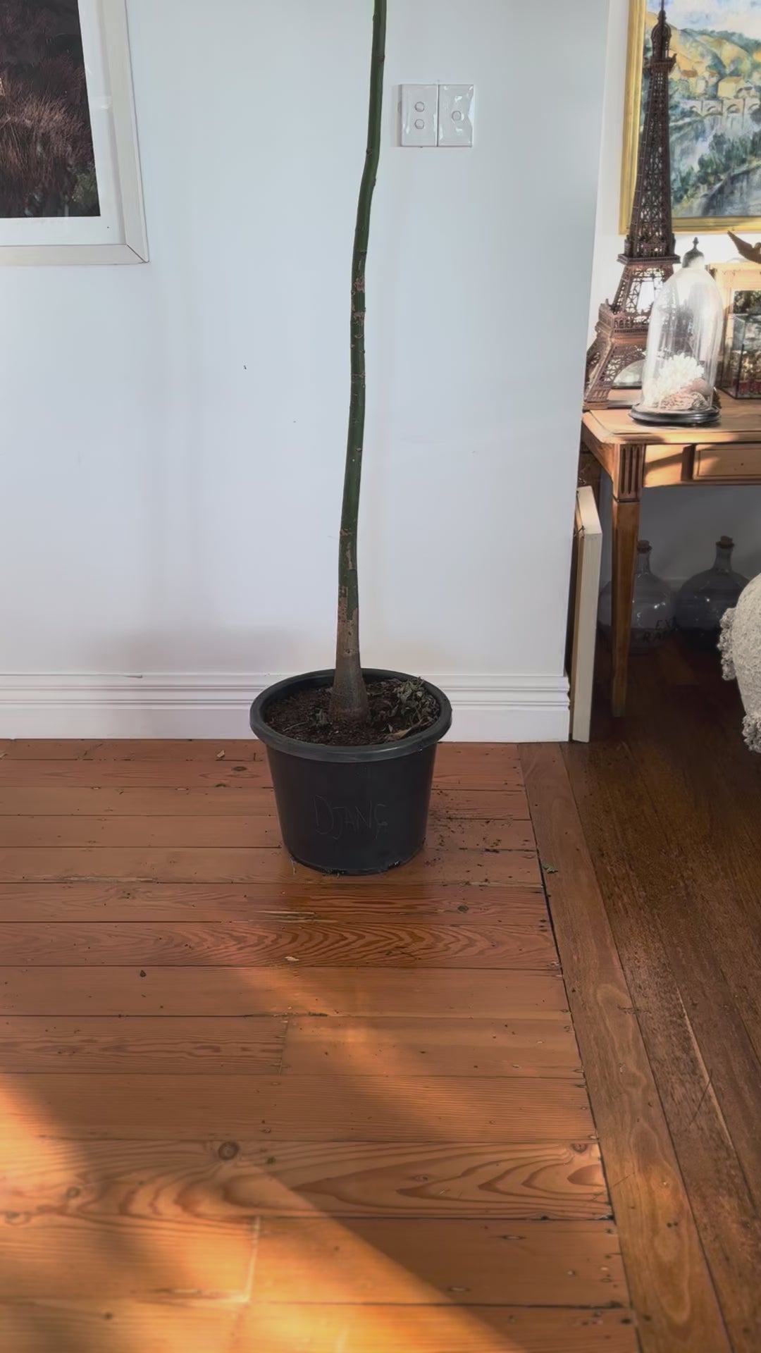 Pachira aquatica money tree 