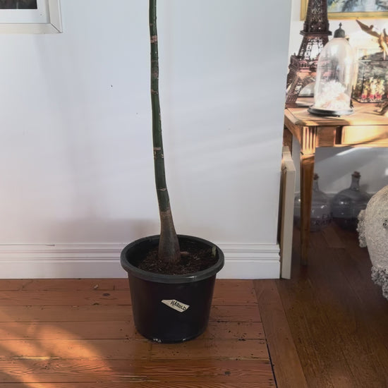Pachira aquatica money tree 